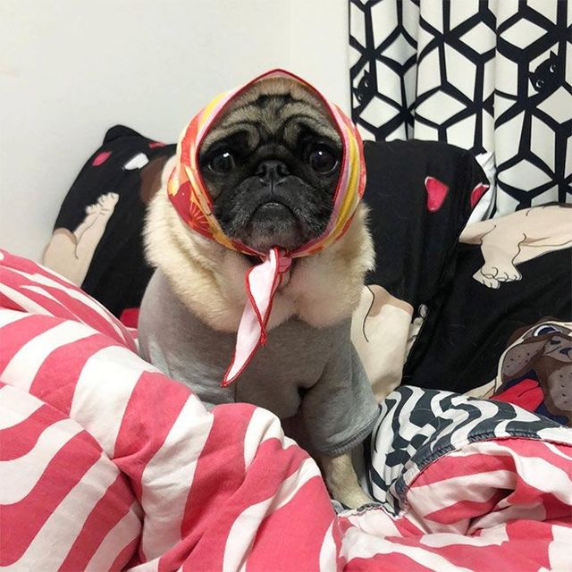 Залишили в бабусі: фото собак в хустинах, які змусять усміхнутись - фото 382241