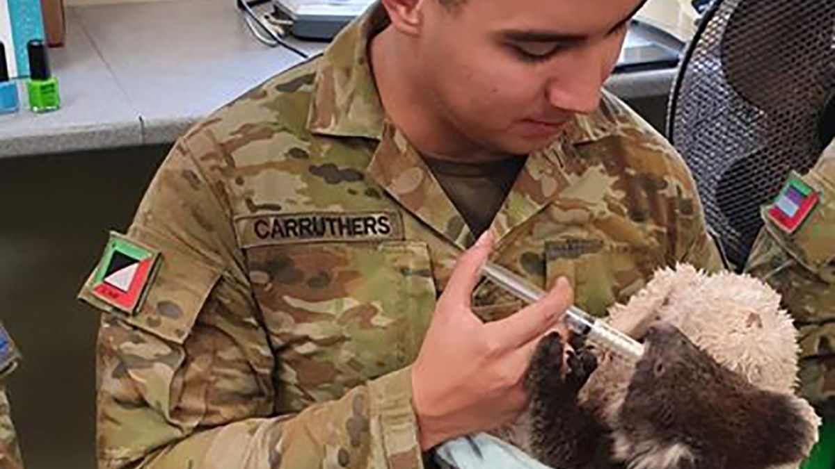 Дивіться, як австралійські військові приходять годувати врятованих від пожежі коал