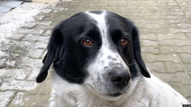 Сміливий пес перевів дітей через дорогу, відлякуючи водіїв: відео - фото 382633