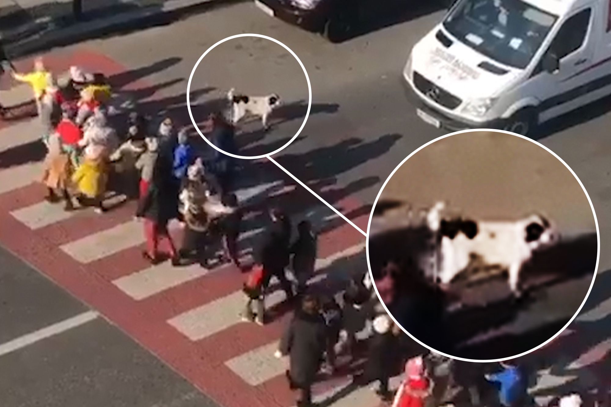 Сміливий пес перевів дітей через дорогу, відлякуючи водіїв: відео