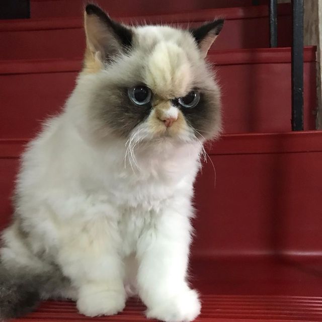 У Instagram знайшли двійника легендарної кішки Grumpy Cat: кумедні фото - фото 382773