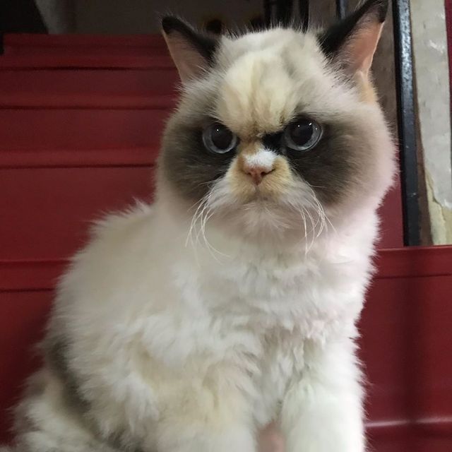 У Instagram знайшли двійника легендарної кішки Grumpy Cat: кумедні фото - фото 382774