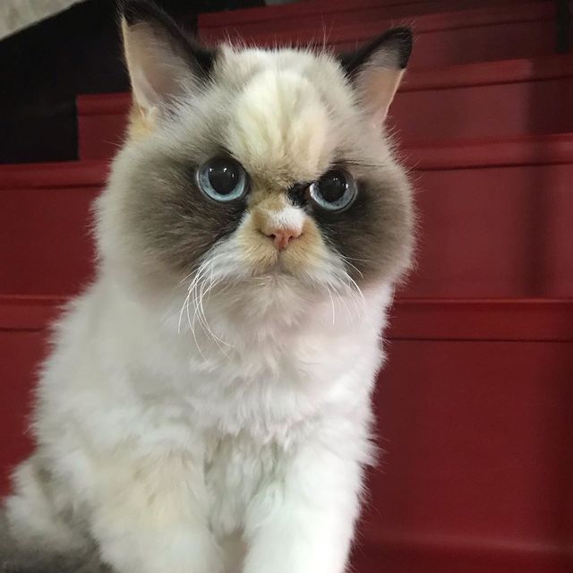 У Instagram знайшли двійника легендарної кішки Grumpy Cat: кумедні фото - фото 382775