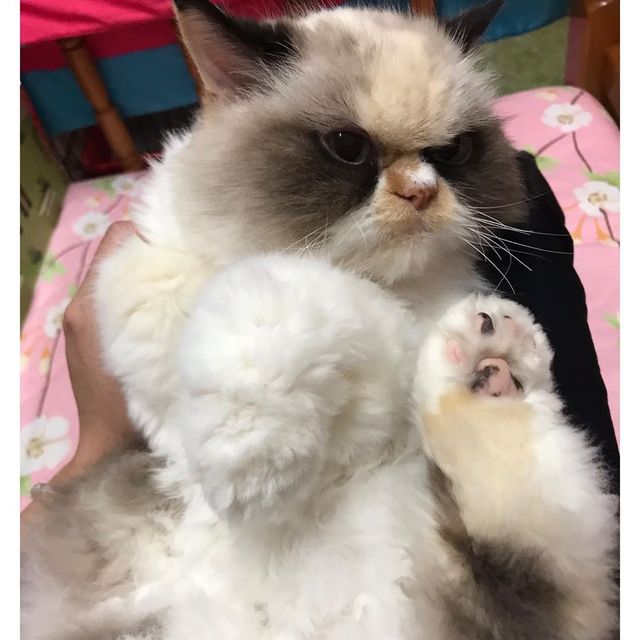 У Instagram знайшли двійника легендарної кішки Grumpy Cat: кумедні фото - фото 382776