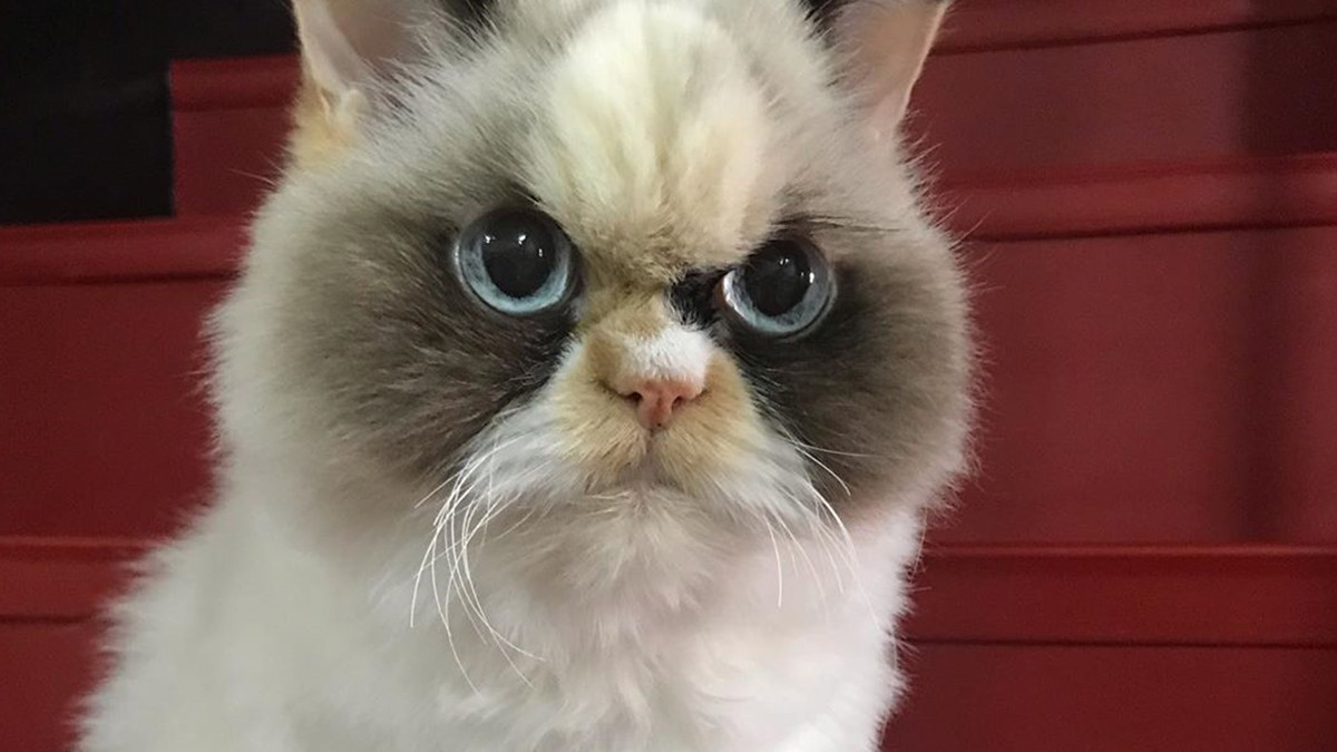 У Instagram знайшли двійника легендарної кішки Grumpy Cat: кумедні фото - фото 1