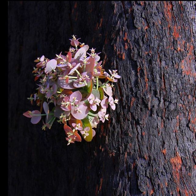 nature_australian - фото 382881