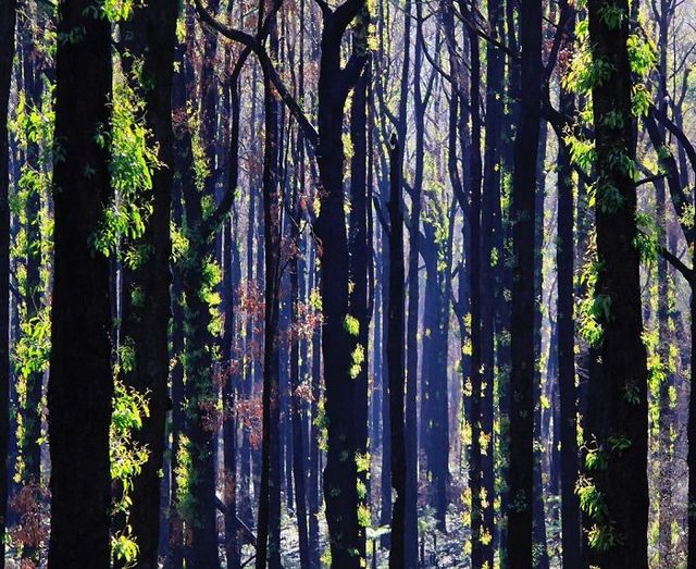 nature_australian - фото 382884