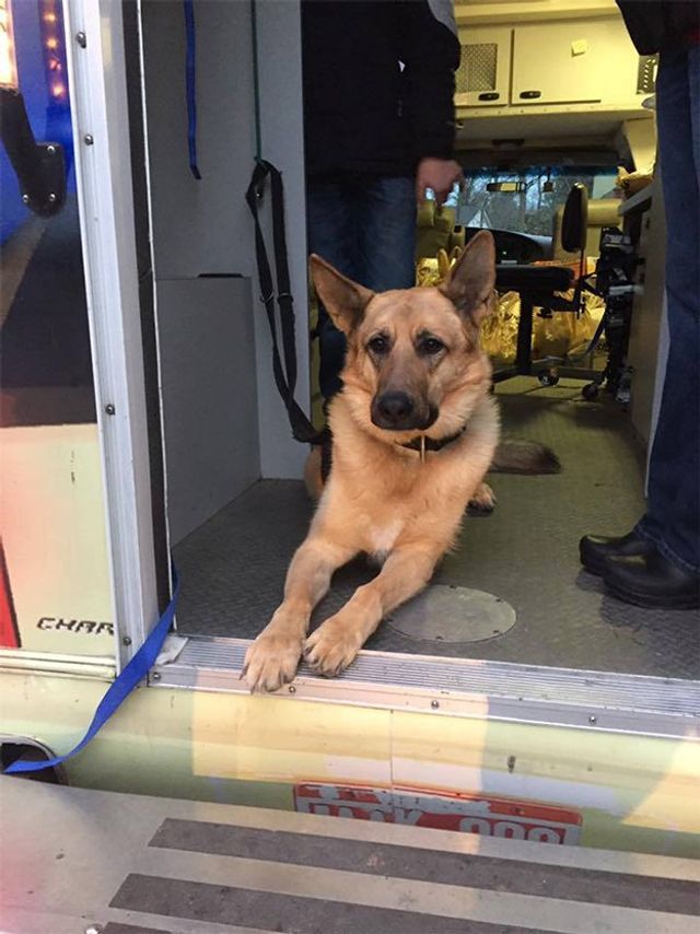 Семмі конкуруватиме з козлом Лінкольном - фото 382890