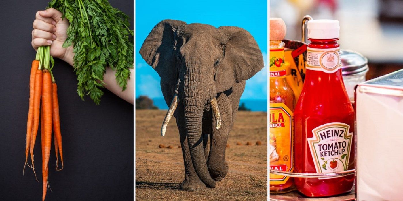 Груди слона? ТОП 8 очевидних фактів, про які ви не здогадувались