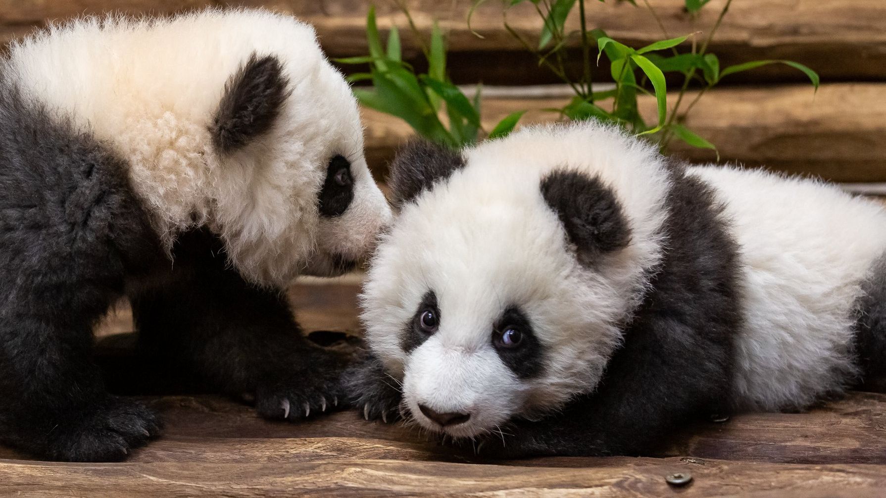 Панденята народилися у серпні - фото 1