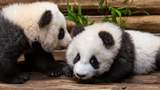 Берлінський зоопарк вперше показав маленьких панд-близнюків