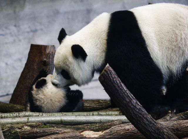 Берлінський зоопарк вперше показав маленьких панд-близнюків - фото 383163