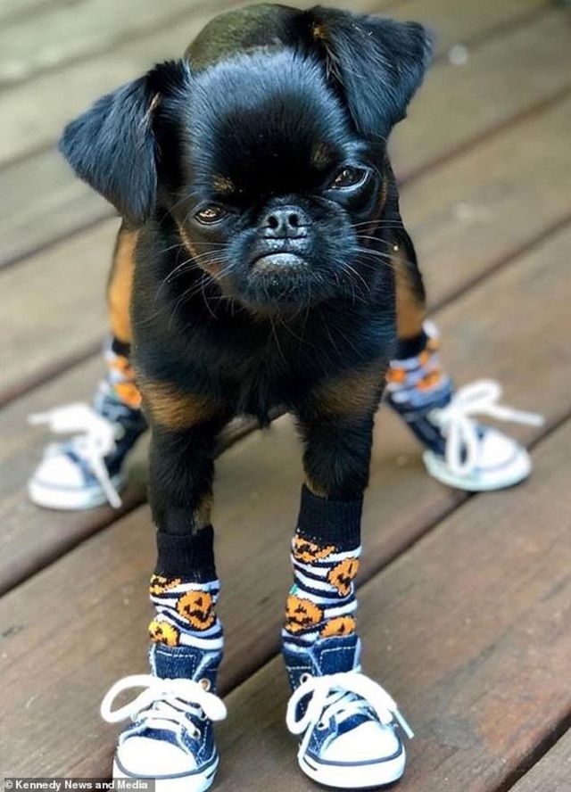 Мережу розвеселив найсуворіший пес у світі: кумедні фото - фото 383539