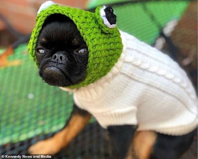 Мережу розвеселив найсуворіший пес у світі: кумедні фото - фото 383540