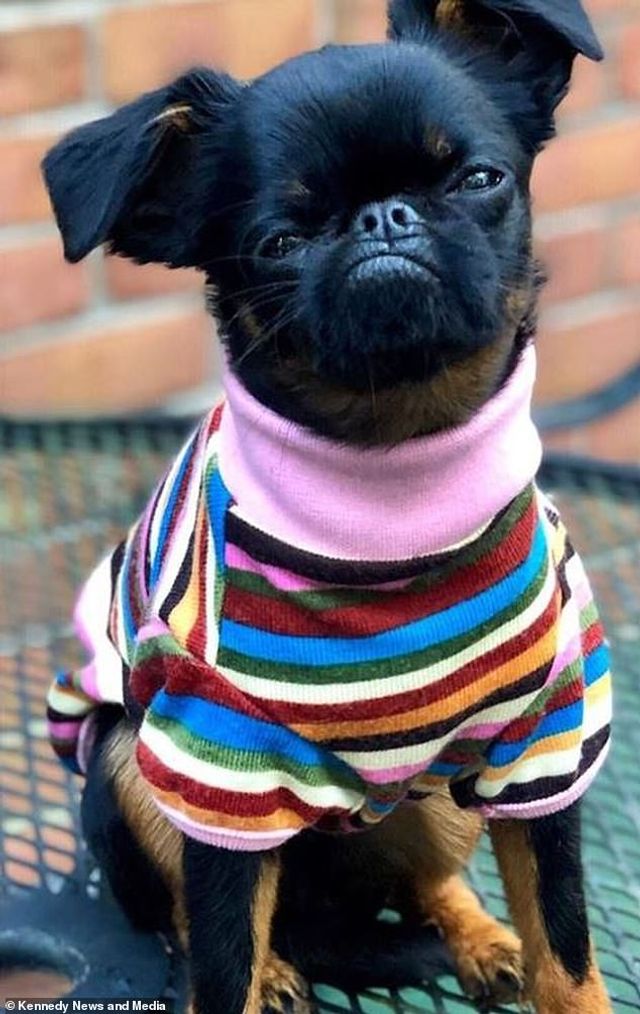 Мережу розвеселив найсуворіший пес у світі: кумедні фото - фото 383542