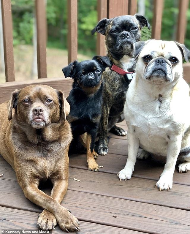 Мережу розвеселив найсуворіший пес у світі: кумедні фото - фото 383544