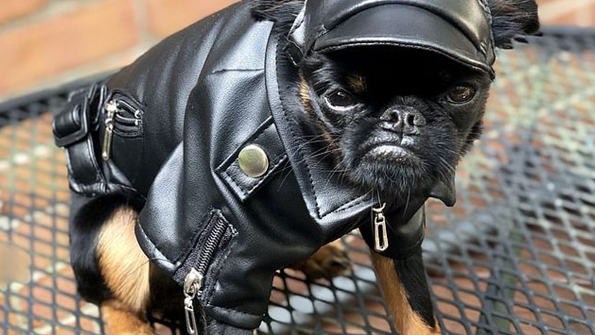 Мережу розвеселив найсуворіший пес у світі: кумедні фото - фото 1