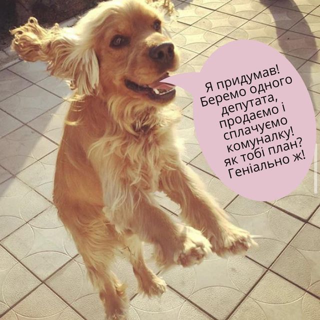 'Продати елітного собаку і оплатити комуналку': реакція мережі у кумедних мемах - фото 383555