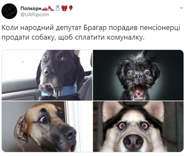 'Продати елітного собаку і оплатити комуналку': реакція мережі у кумедних мемах - фото 383558