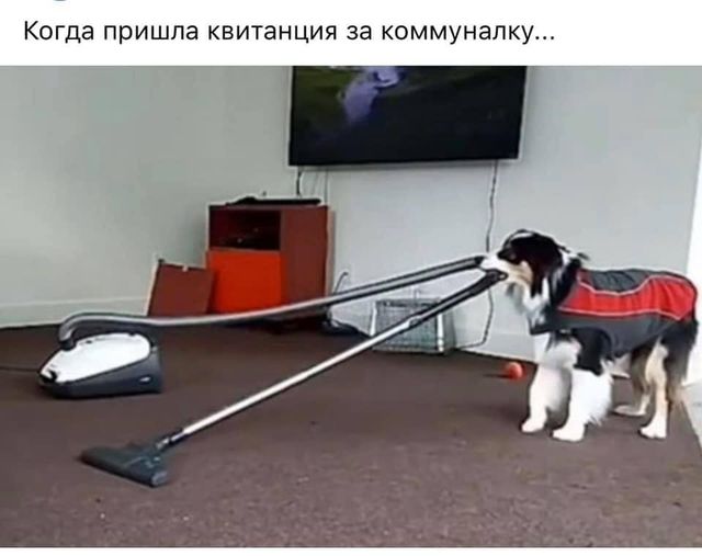 'Продати елітного собаку і оплатити комуналку': реакція мережі у кумедних мемах - фото 383562