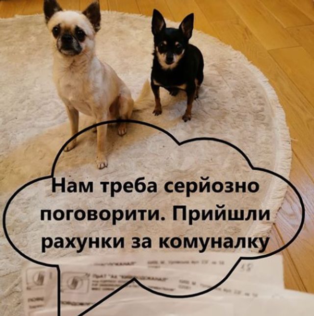 'Продати елітного собаку і оплатити комуналку': реакція мережі у кумедних мемах - фото 383563