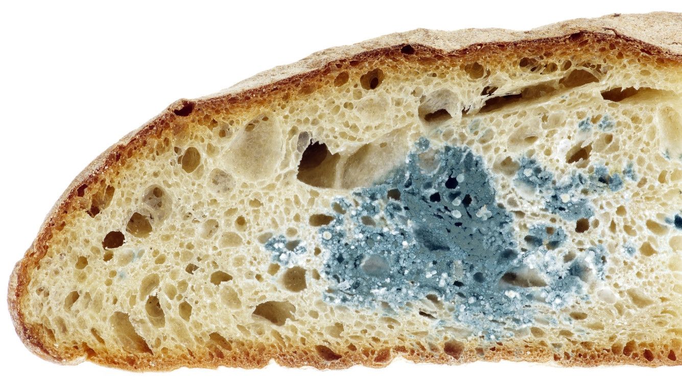 Пліснява - фото 1