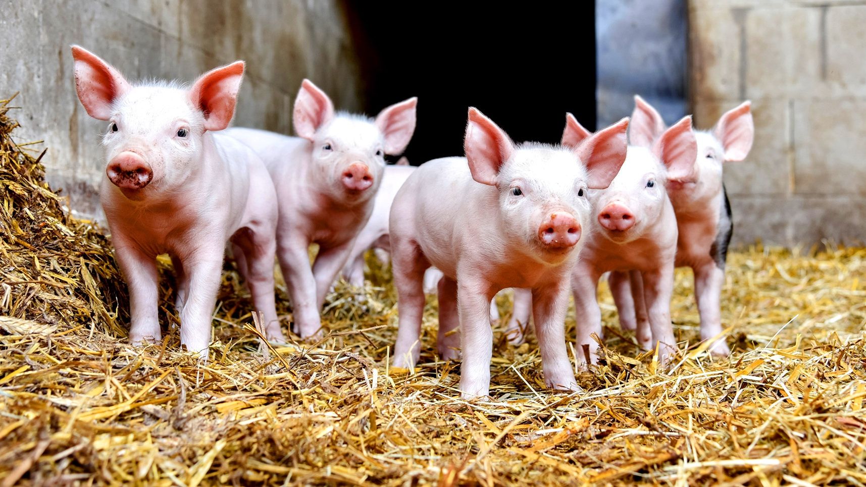 Притулок для тварин у США шукає обіймача поросят