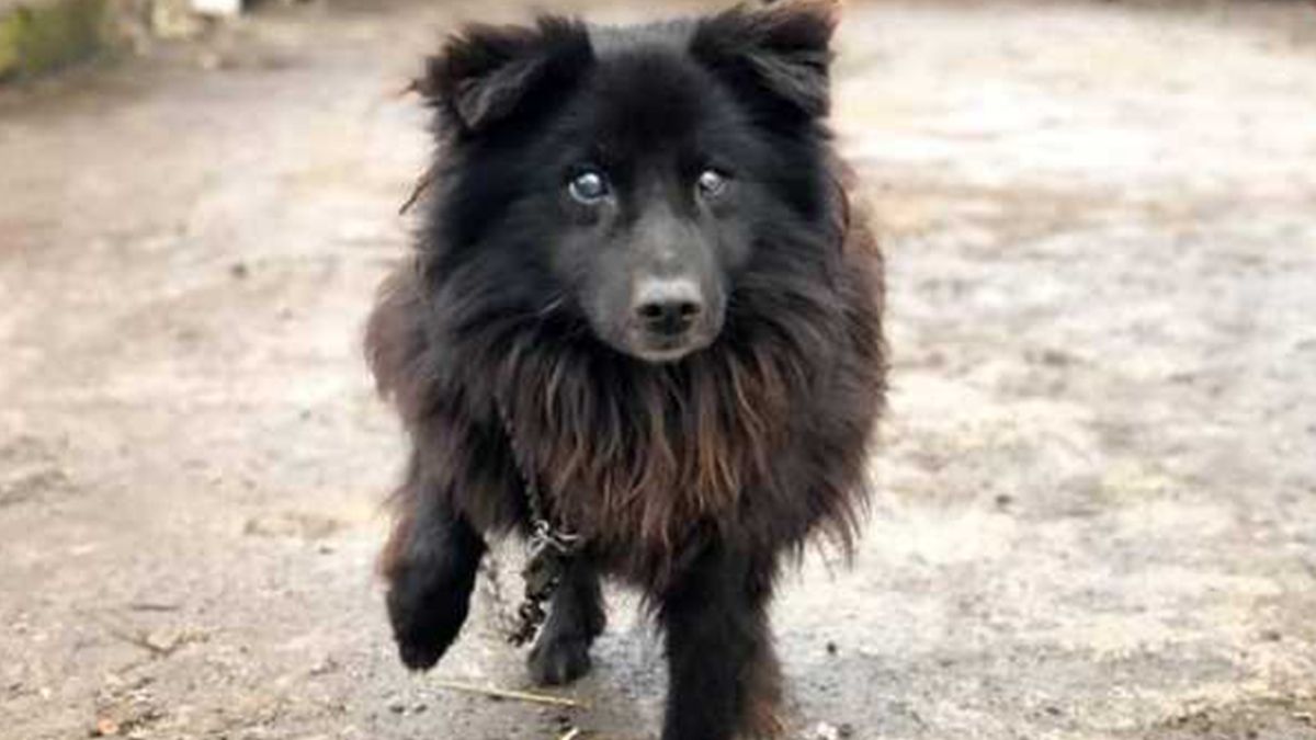 Пенсіонерка, яка додзвонилася у студію 112 телеканалу, показала свого "елітного" собаку