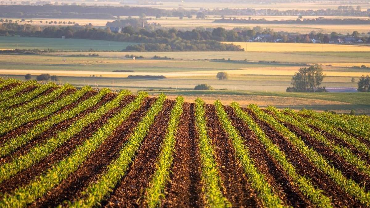 Названа вартість гектара землі після відкриття ринку