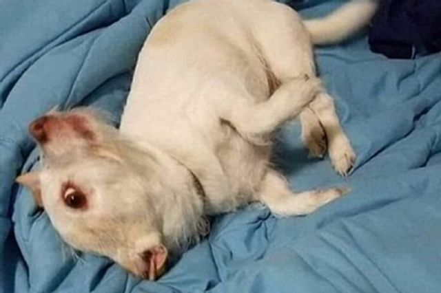 Нова оптична ілюзія перетворила домашнього вихованця у моторошного 'мутанта': фотофакт - фото 384171