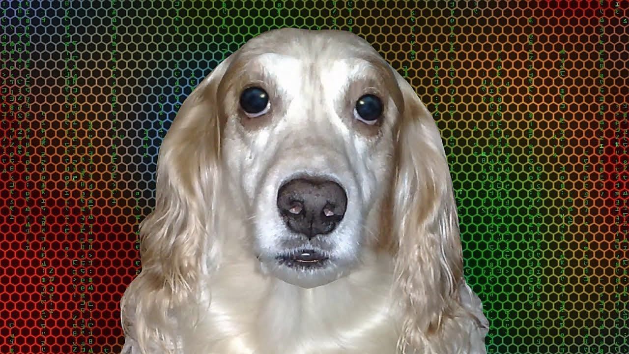 Нова оптична ілюзія перетворила домашнього вихованця у моторошного "мутанта": фотофакт - фото 1