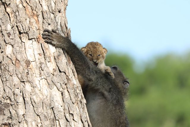 Сімба би плакав: мережу вразило відео, на якому бабуїн несе левеня - фото 384272