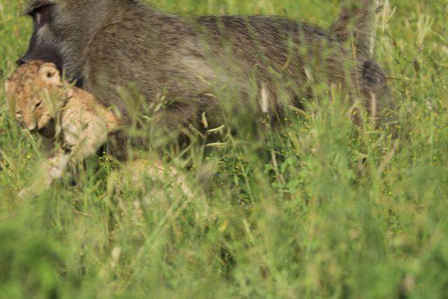 Сімба би плакав: мережу вразило відео, на якому бабуїн несе левеня - фото 384274