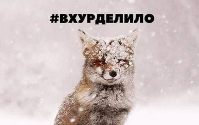 Україну засипало снігом: красиві фото і прикольні меми з соцмереж - фото 384278