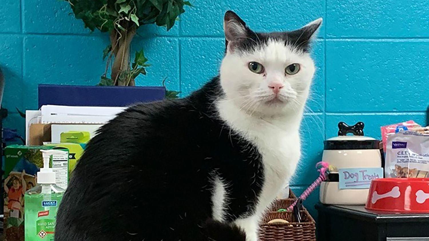 Найгірша кішка у світі нарешті знайшла сім'ю