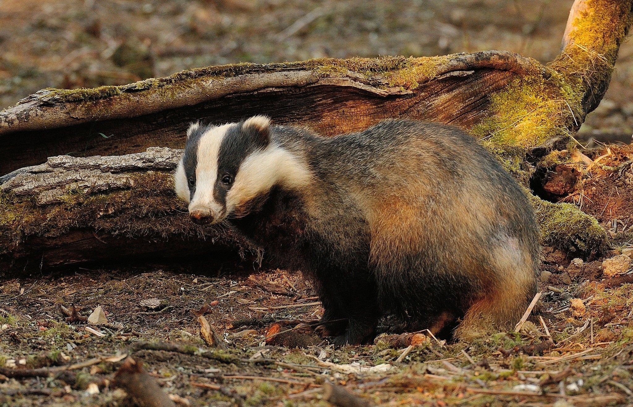 Це відео з борсуком і койотом зробить ваш вечір - фото 1