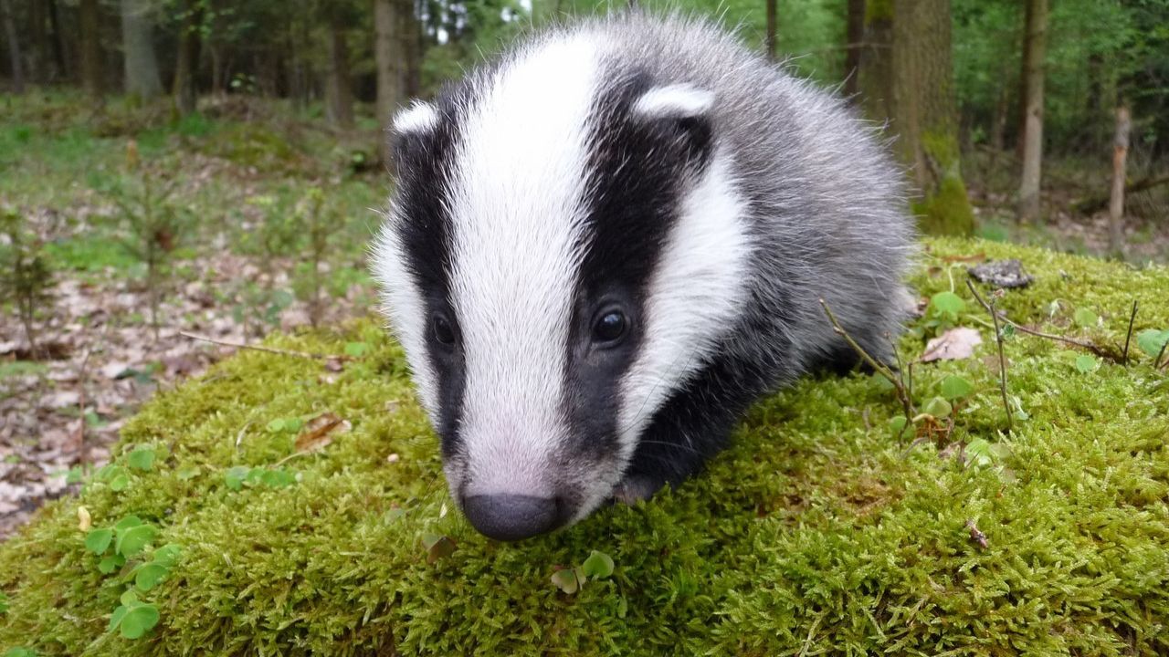 Борсук, який грався з хижаком, поставив вчених у глухий кут: курйозне відео - фото 1