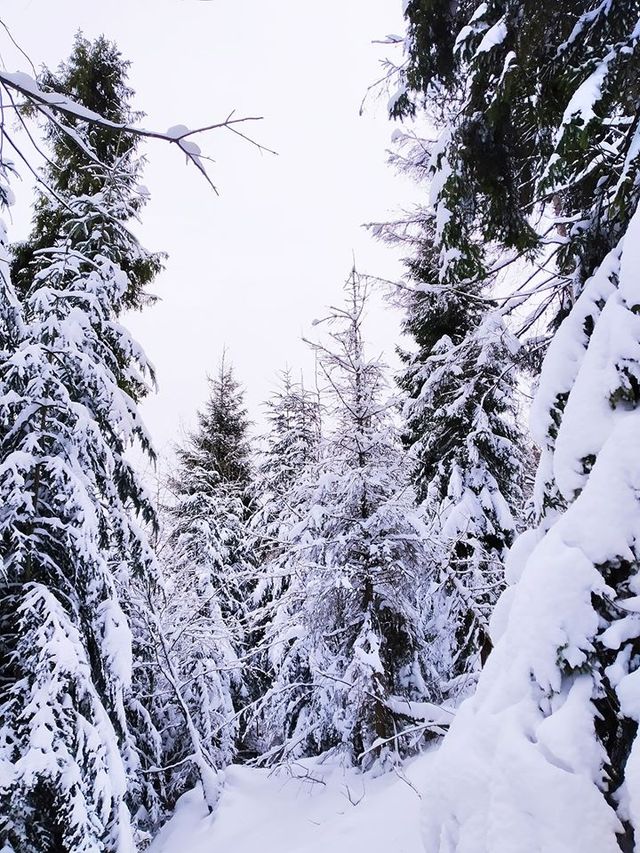 Карпатську зиму в яскравих знімках показали у мережі - фото 385203