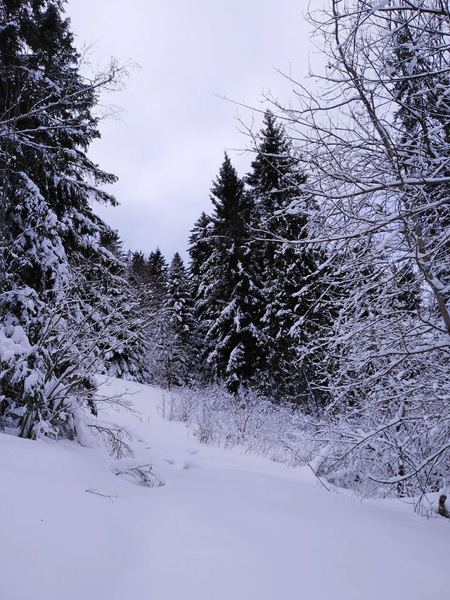 Карпатську зиму в яскравих знімках показали у мережі - фото 385204