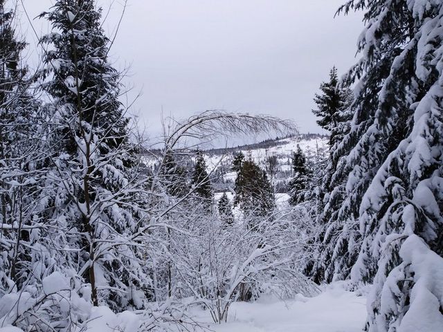 Карпатську зиму в яскравих знімках показали у мережі - фото 385205