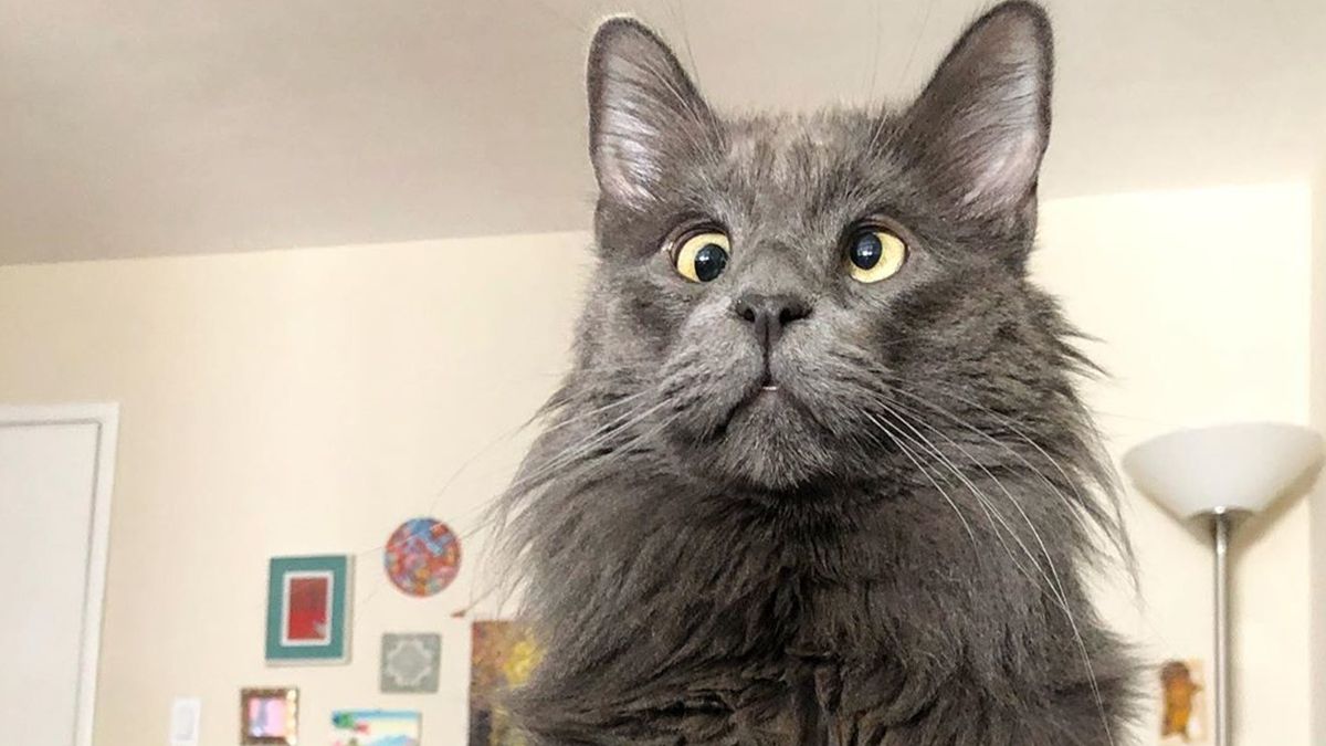 Кіт з незвичайною зовнішністю зібрав 6 тисяч доларів