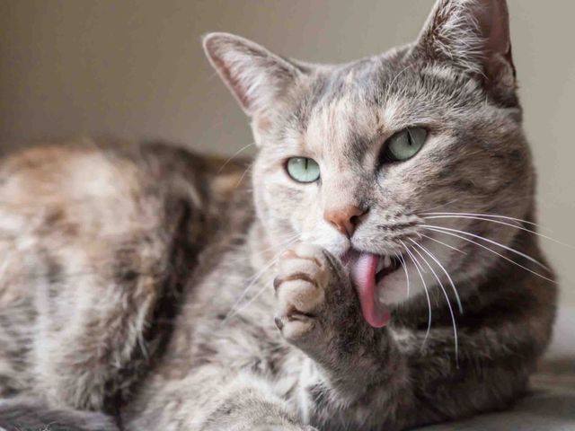 Причиною алергії є білок, а не шерсть - фото 385452