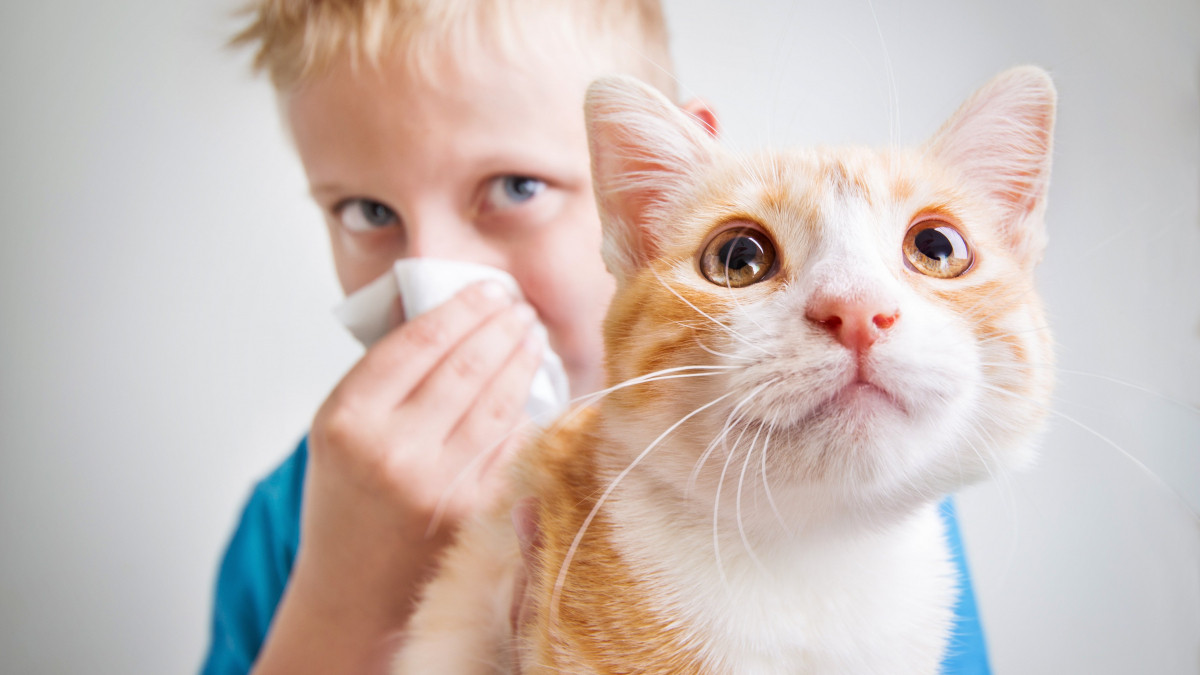 Учені пояснили причину появи алергії на котів - фото 1