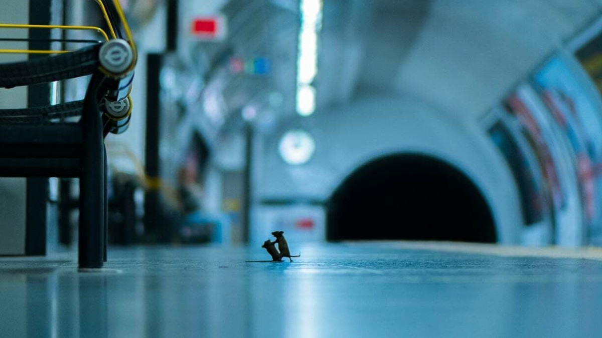 Бійка мишей у лондонському метро: найкраще фото дикої природи за 2019 - фото 1
