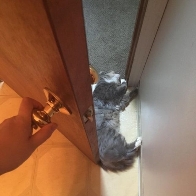 Реалії життя з котом: епічні фото з нахабними улюбленцями - фото 385711