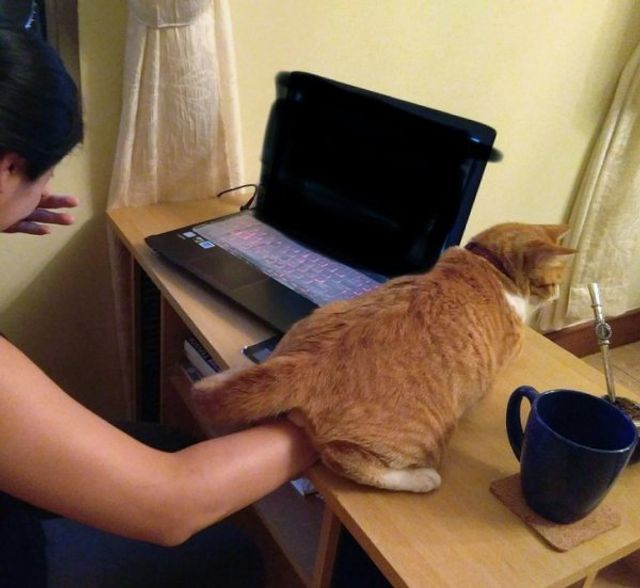 Реалії життя з котом: епічні фото з нахабними улюбленцями - фото 385712