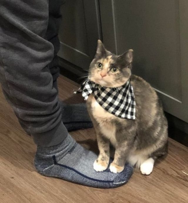 Реалії життя з котом: епічні фото з нахабними улюбленцями - фото 385713
