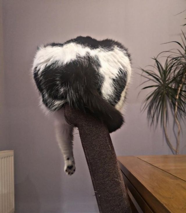 Реалії життя з котом: епічні фото з нахабними улюбленцями - фото 385714