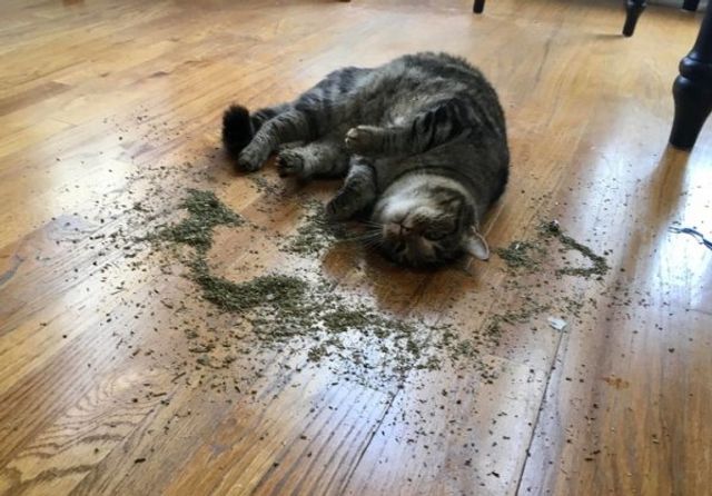 Реалії життя з котом: епічні фото з нахабними улюбленцями - фото 385715