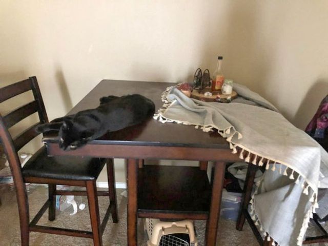 Реалії життя з котом: епічні фото з нахабними улюбленцями - фото 385717